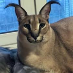 Strange cat group
