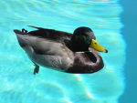 Duckannihilator fanclub