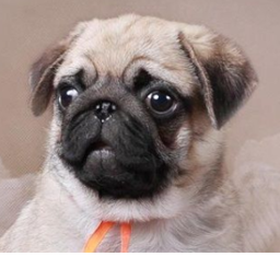 Pug Country City!