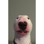 The Dogs Cult