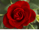 Rose Tribe