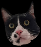 Choco The Cat Fan Club