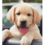 Puppy Pack!!!