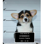 Save the corgi!!