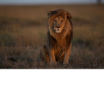 The Lion is the king of the jungle