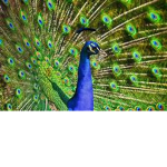 The Holy Peacocks