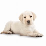 The Twistted Puppies