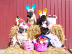 PEACE FOR PUPPIES!!!