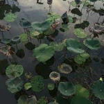Earth Growers