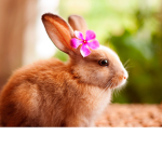 Bunny Squad Forever