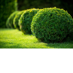 BUSHES FANCLUB