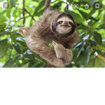 Sloths babiessss