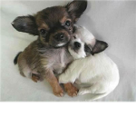 epic lovers of animals