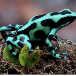 Frogsrthebest
