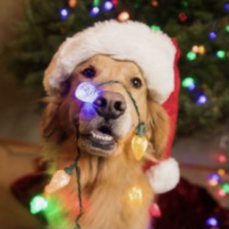 ⋆ ˚⋆୨🎄୧˚