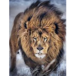 |:| The Lion Pride |:|