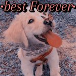 •Best forever•