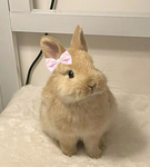 - bunny’s aesthetics -