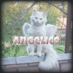 ! ･ﾟ angelics