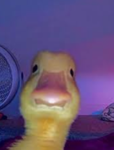 The Weird Skin and Duck Group