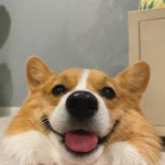 Dog Bobux