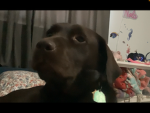 Dog fan, club