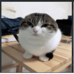 Rat Squad die cat