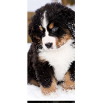 Puppy love power
