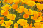 Poppy and Friends Games
