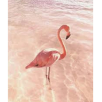 Flamingo liker lol