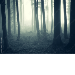 .forest.