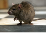 The Ugly rats xD