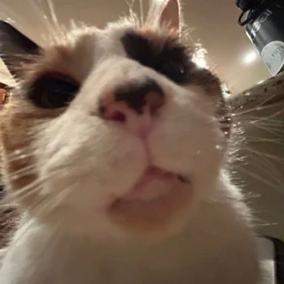 miao icon