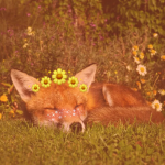 . Foxy’s Group .