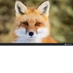 Foxs ritual members