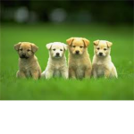 puppy love!!