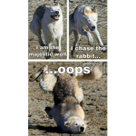 - Wolfy’s Advertising! -