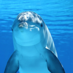 Group Dolphin