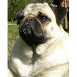 DA PUG SQUAD FOREVER