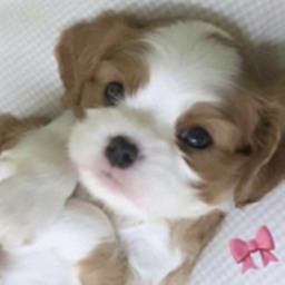 🐶🎀