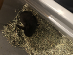 Bunny’s are amazing!