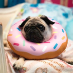 Dogs n' Donuts