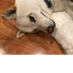 Shiro boiiii shiba inu squad