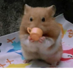 Hamster Base