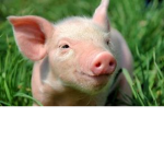 Ultra Piggy Clan