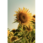 Sunflower Dance Academy Studio