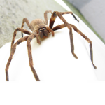 Spider Giant