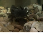Axolotl kingdom with axolotl King