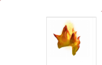 Flaming mohawks
