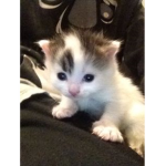moonkittyx